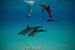 Snorkeling wtih Dolphin by Bill Mcgee 